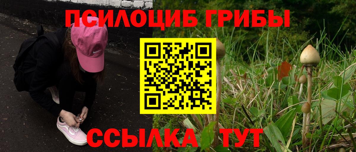 Галлюциногенные грибы Psilocybe Междуреченск